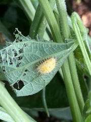 Epilachna varivestis