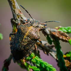 Rhacognathus punctatus
