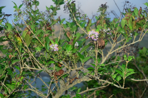 Callicarpa japonica iNat (1)