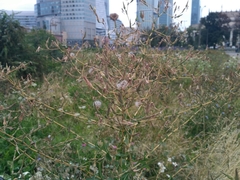Lactuca serriola