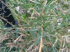 Lactuca serriola
