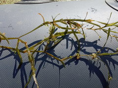 Potamogeton compressus