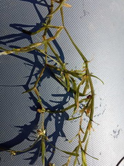 Potamogeton compressus
