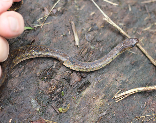 Photo of a Thin Ground Snake (Erythrolamprus taeniurus)