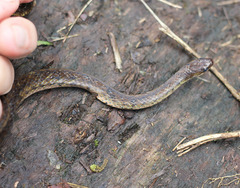 Erythrolamprus taeniurus