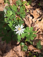 Sanguinaria canadensis
