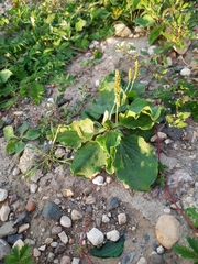 Plantago major