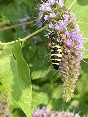 Myzinum quinquecinctum