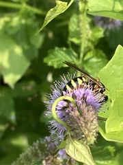 Myzinum quinquecinctum