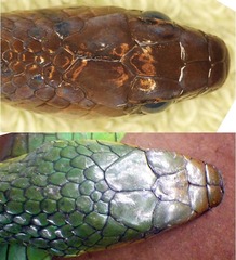 Erythrolamprus taeniurus