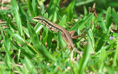 Ameiva atrigularis