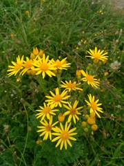 Jacobaea vulgaris