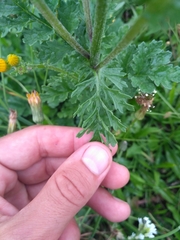 Jacobaea vulgaris
