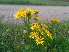 Jacobaea vulgaris
