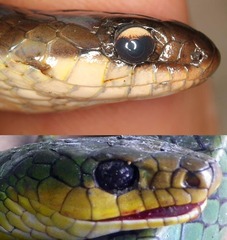 Erythrolamprus taeniurus