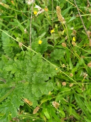 Jacobaea vulgaris