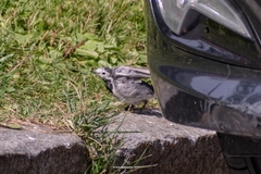 Motacilla alba