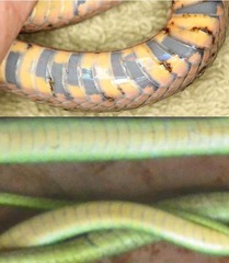 Erythrolamprus taeniurus