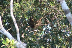 Choloepus didactylus