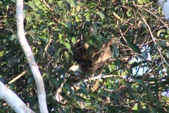 Choloepus didactylus