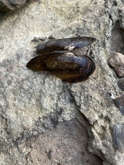 Cumberlandia monodonta