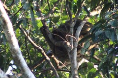 Choloepus didactylus