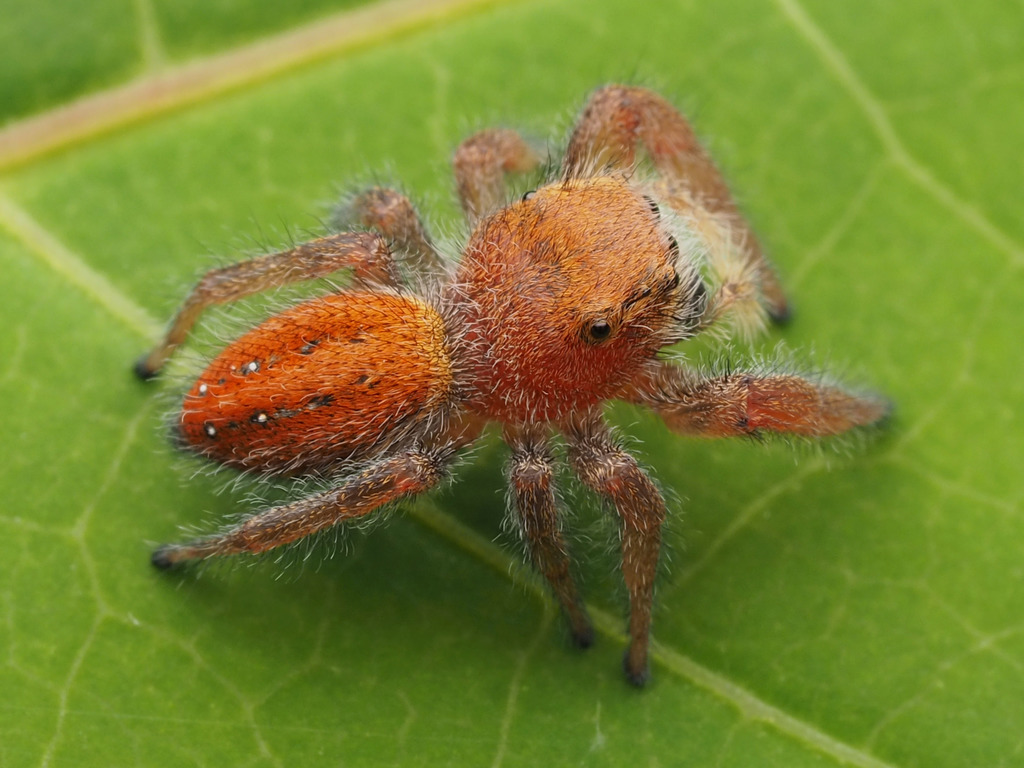 Phidippus pius