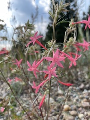 Ipomopsis aggregata collina