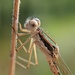 Common Winter Damselfly - Photo (c) helger, some rights reserved (CC BY-NC), uploaded by helger