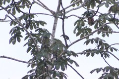 Pteroglossus pluricinctus