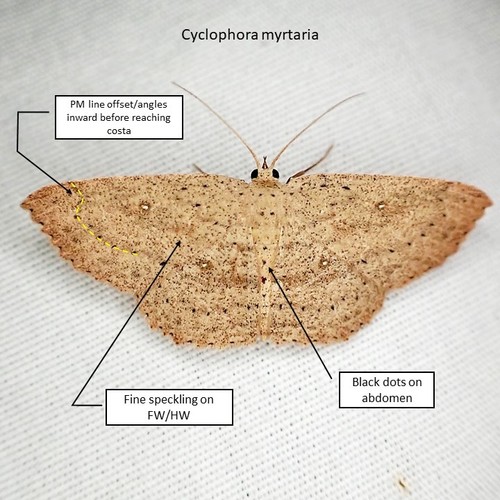 Cyclophora myrtaria (Guenée)