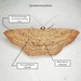 Cyclophora myrtaria - Photo (c) John Trent, μερικά δικαιώματα διατηρούνται (CC BY-NC-ND), uploaded by John Trent