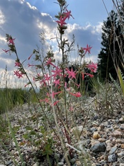 Ipomopsis aggregata collina