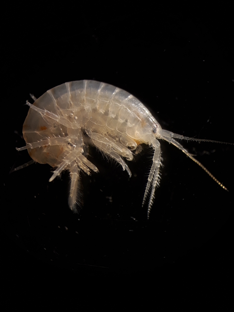 common freshwater amphipod