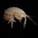 Freshwater Shrimp - Photo (c) Nicola Simoncini, some rights reserved (CC BY), uploaded by Nicola Simoncini