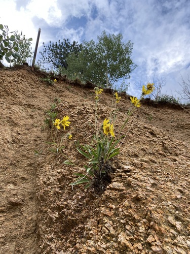 Image of Helianthella parryi by (c) Matt Berger, some rights reserved (CC BY)