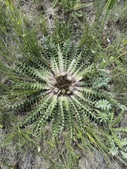 Cirsium tioganum