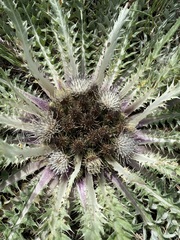 Cirsium tioganum