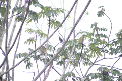 Pteroglossus pluricinctus