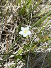 Parnassia parviflora