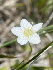 Parnassia parviflora