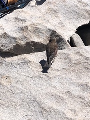 Leucosticte tephrocotis dawsoni
