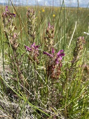Pedicularis crenulata
