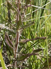 Pedicularis crenulata