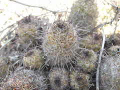 Mammillaria mazatlanensis