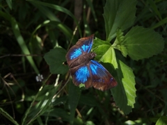 Paches loxus gloriosus