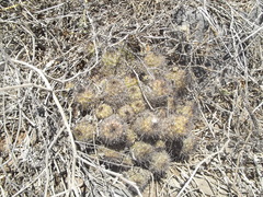 Mammillaria mazatlanensis