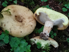 Lactarius intermedius