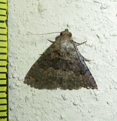 Eublemma nigrivitta