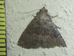 Eublemma nigrivitta